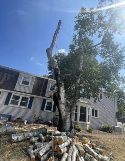 Tree Cutting Services near me 