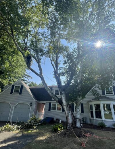 Martinez Tree Work CT