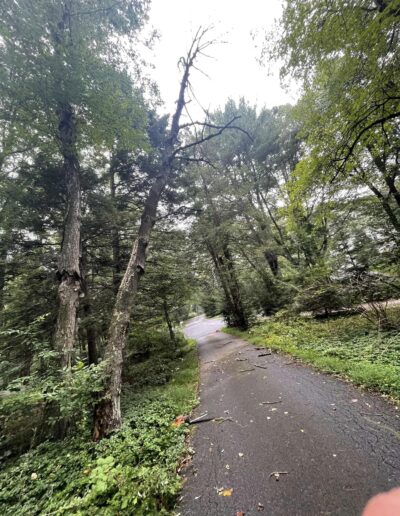 Martinez Tree Work Connecticut