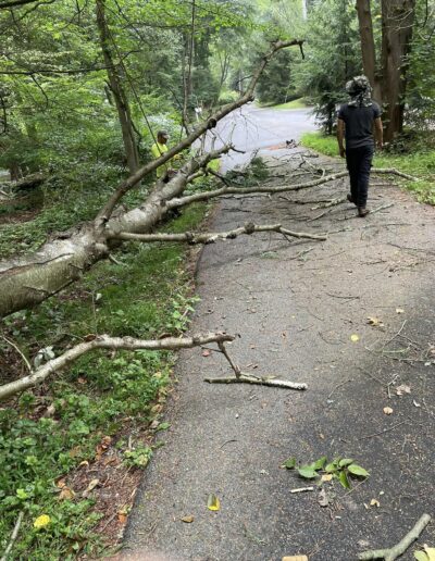 Martinez Tree Work Connecticut