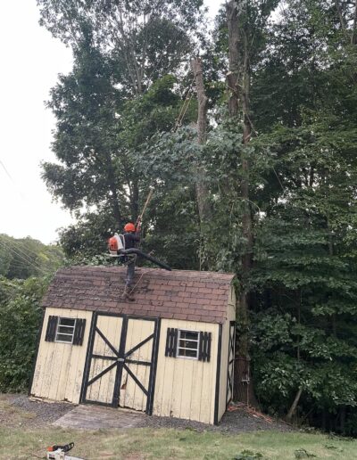 Martinez Tree Work Bridgeport