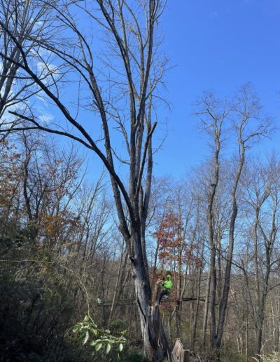 Martinez Tree Work New Britain