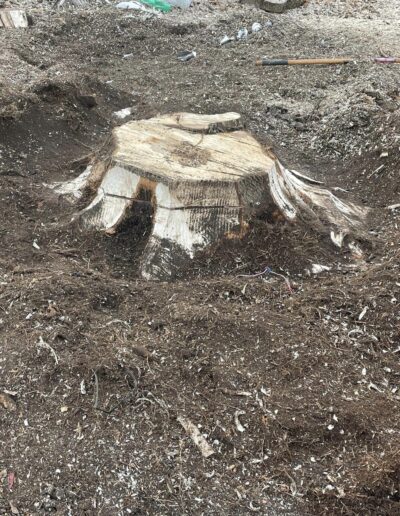 Martinez Tree Work New Haven