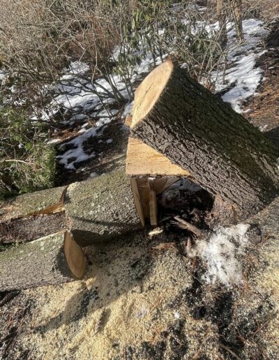 Martinez Tree Work CT