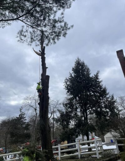 tree services in my area