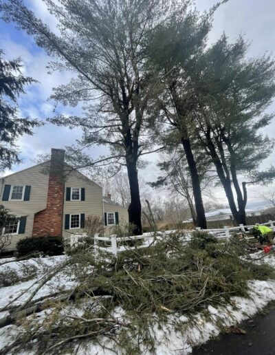 arborist near me