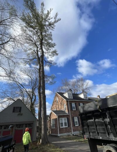 tree services in my area