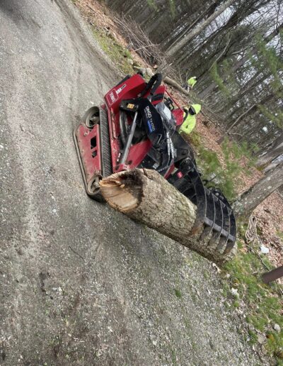 tree removal services near me