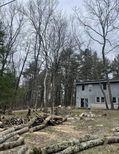 tree removal near me