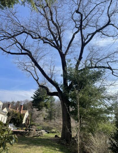 tree service near me