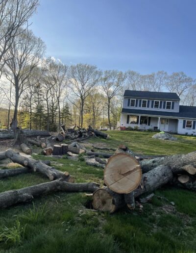 Tree Debris removal near me