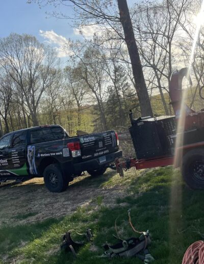 tree services in ct