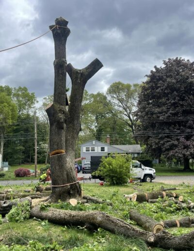 tree removal services