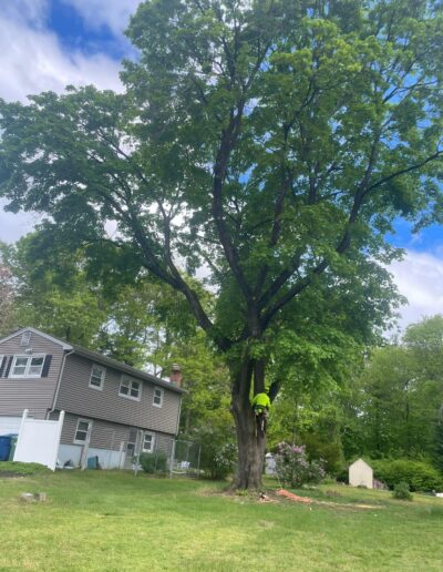 Emergency Tree Services