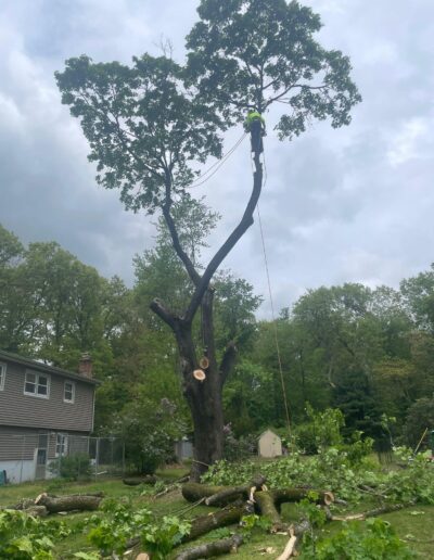 Tree Removal
