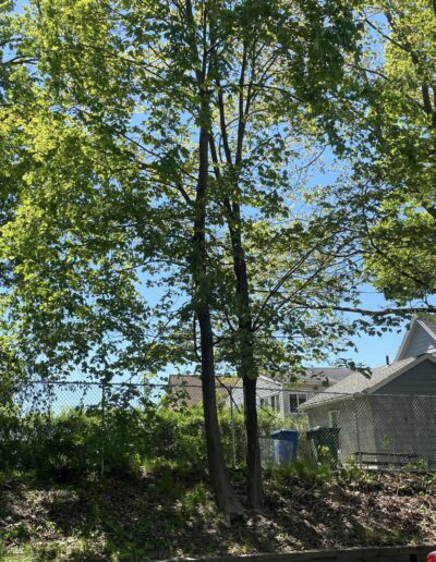 Tree Services