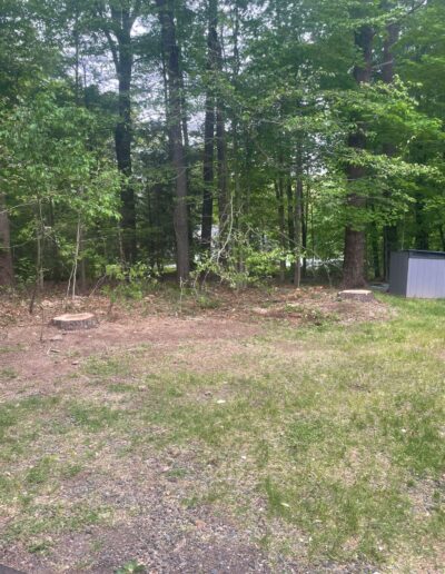 Affordable Tree Service Near Me