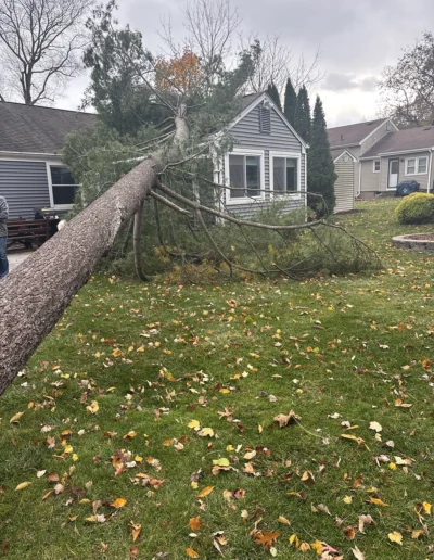tree services near me