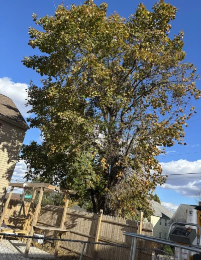 Martinez tree services near ct