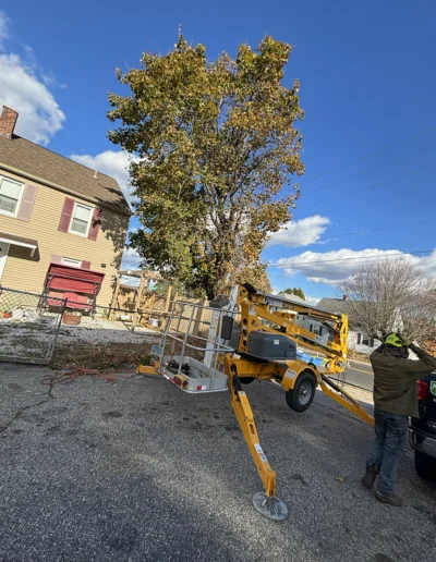 Martinez tree services near bridgeport