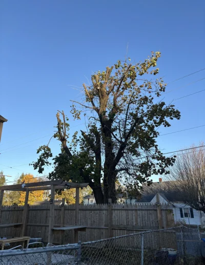 Martinez tree services near Fairfield