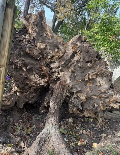 Martinez tree services near new canaan