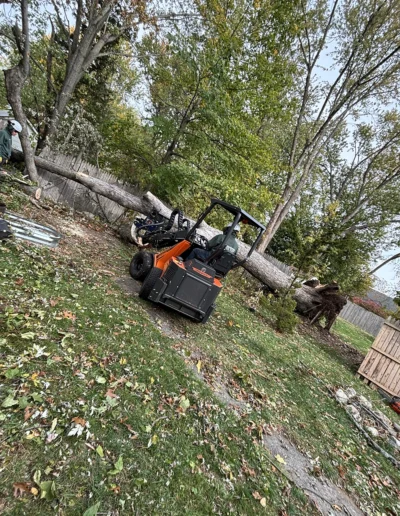 Martinez tree services near greenwich