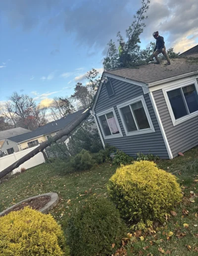 Martinez tree services near me