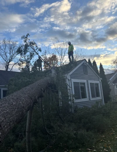 Martinez tree services near Torrington