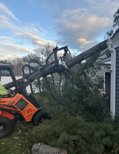 tree services in my area near me