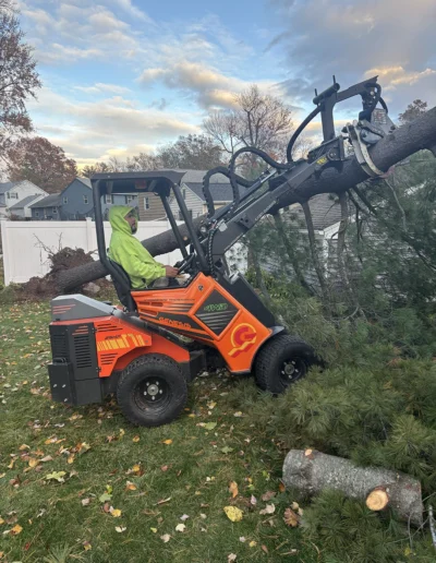 Martinez tree services near stamford